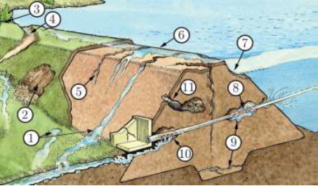 Causes of levee damage